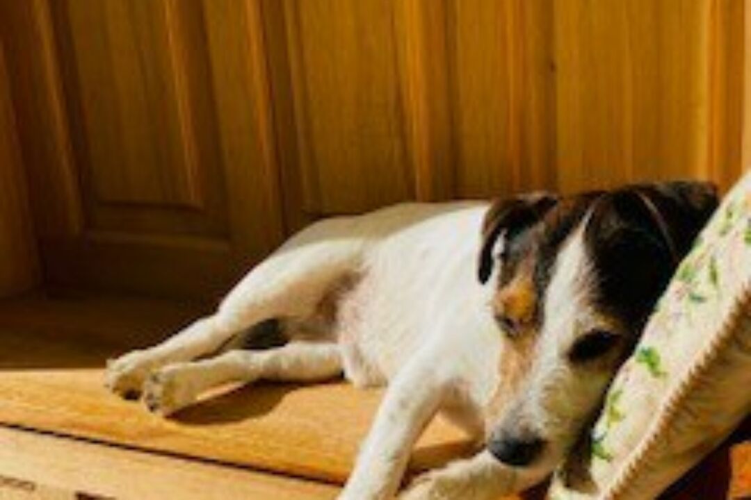 Family Pets and Divorce